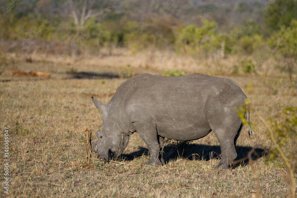 rhinos walking in the plains of the kruger national park rhinos walking in the plains of the kruger national park