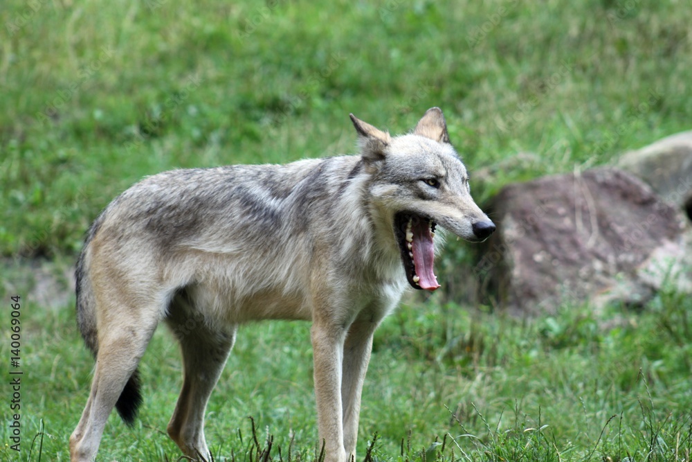 Fototapeta premium Beautiful Wolf