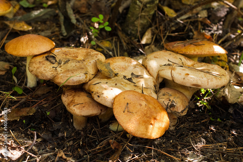 Edible Mushrooms Paxillus Involutus Growing In Forest. photo