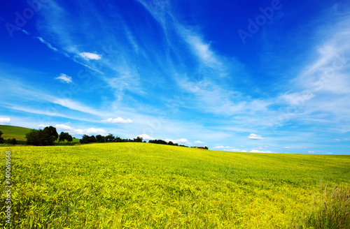 Field of grass and blue sky: