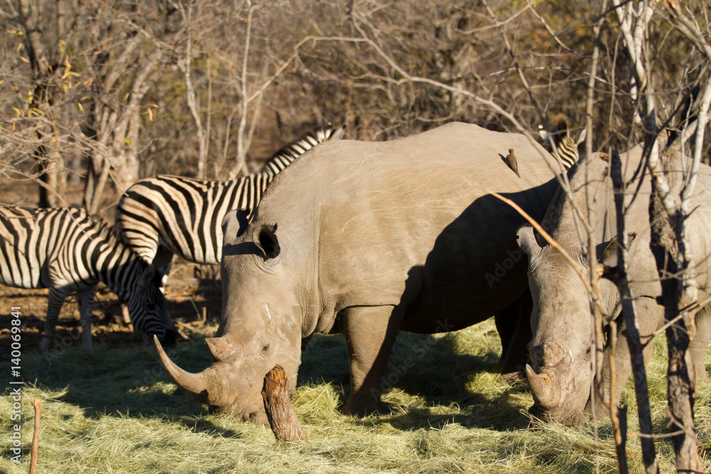Obraz premium rhinos in the kruger national park