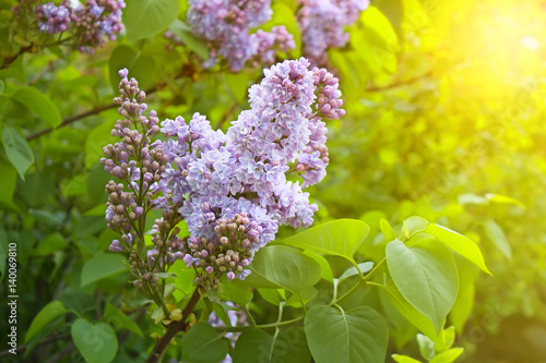 Blossoming lilac colorful spring bush bright fresh sunny background photo