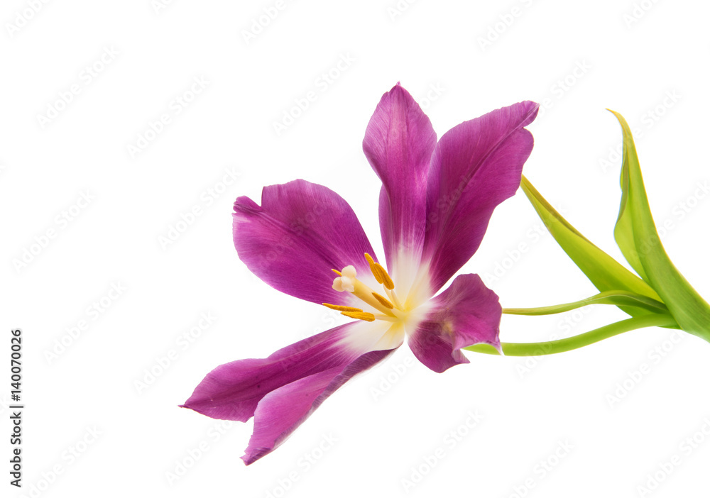 Lilac tulip isolated Lilac tulip isolated