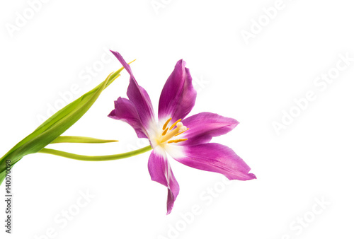 Lilac tulip isolated