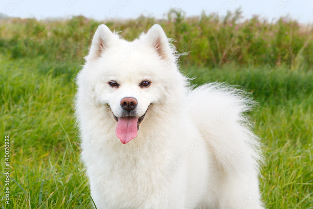 White dog Samoyed on a background of green grass in the summer. Closeup portrait White dog Samoyed on a background of green grass in the summer. Closeup portrait
