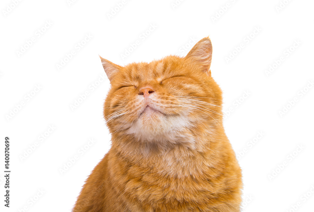 Naklejka premium cute beautiful red cat