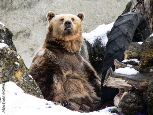 Big brown lazy grizzly bear sitting on icy ground in zoo