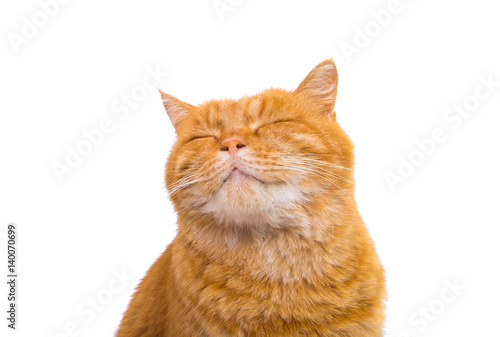 Obraz na płótnie cute beautiful red cat