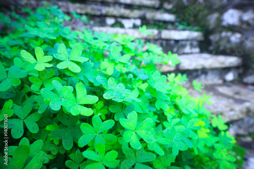 St. Patrick's Day symbol. The bush of shamrock clover green heart-shaped leaves near the stone stairs.