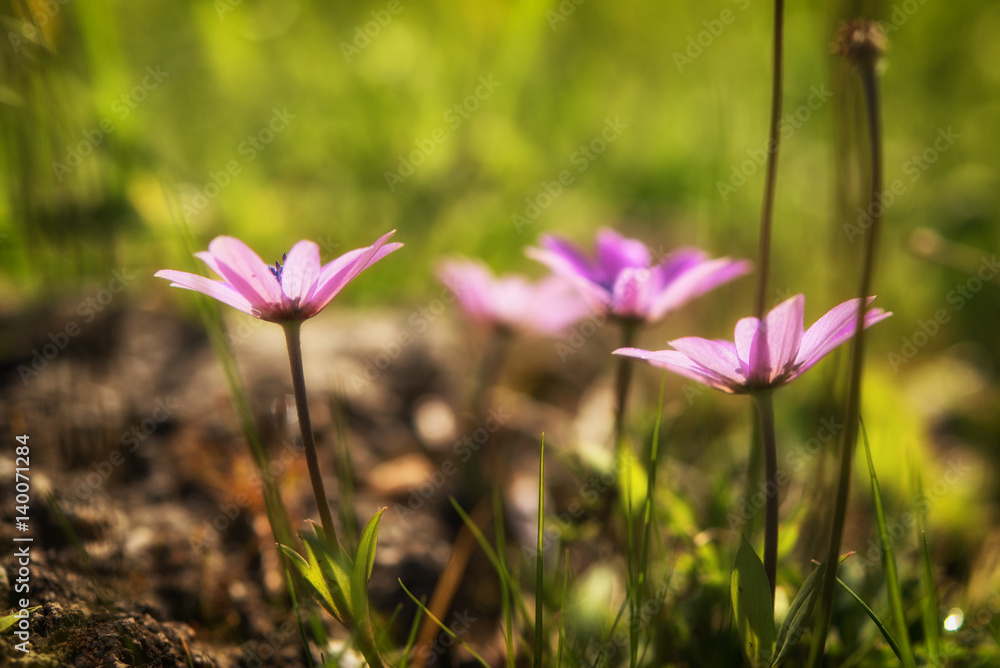 Wild spring flower in nature, warm tonning Wild spring flower in nature, warm tonning