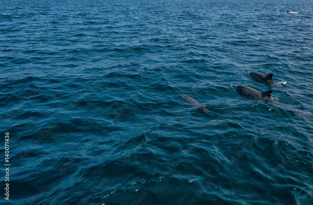 Naklejka premium Dolphins in Freedom