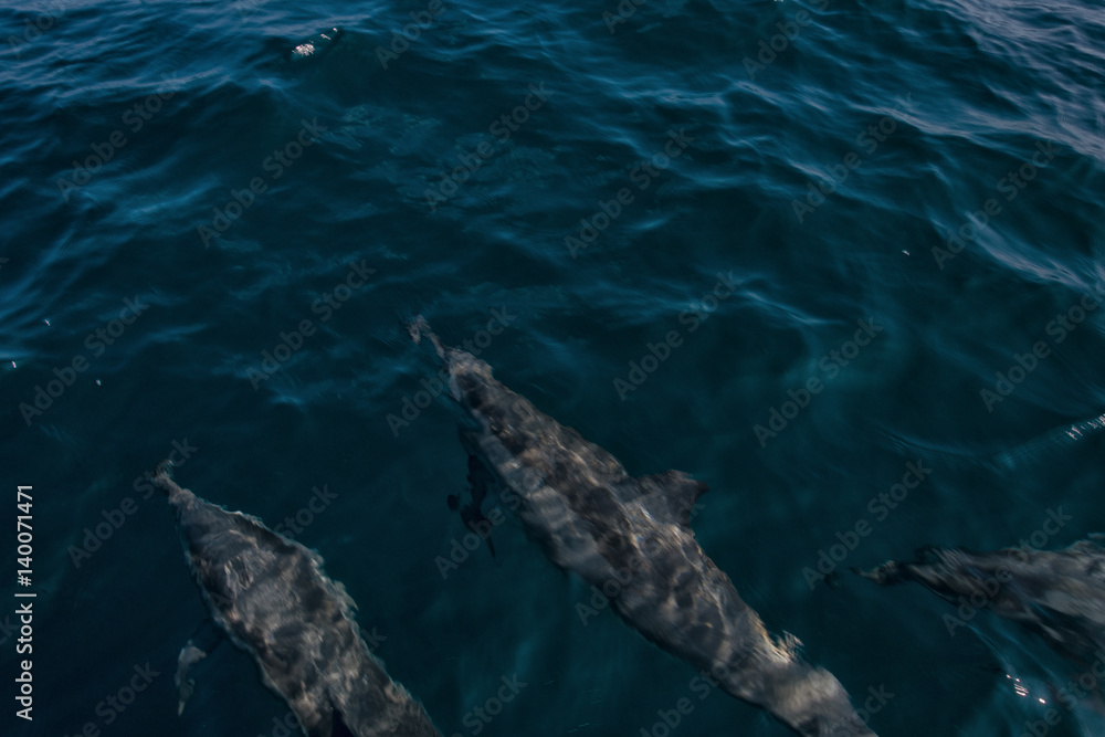 Naklejka premium Dolphins in Freedom