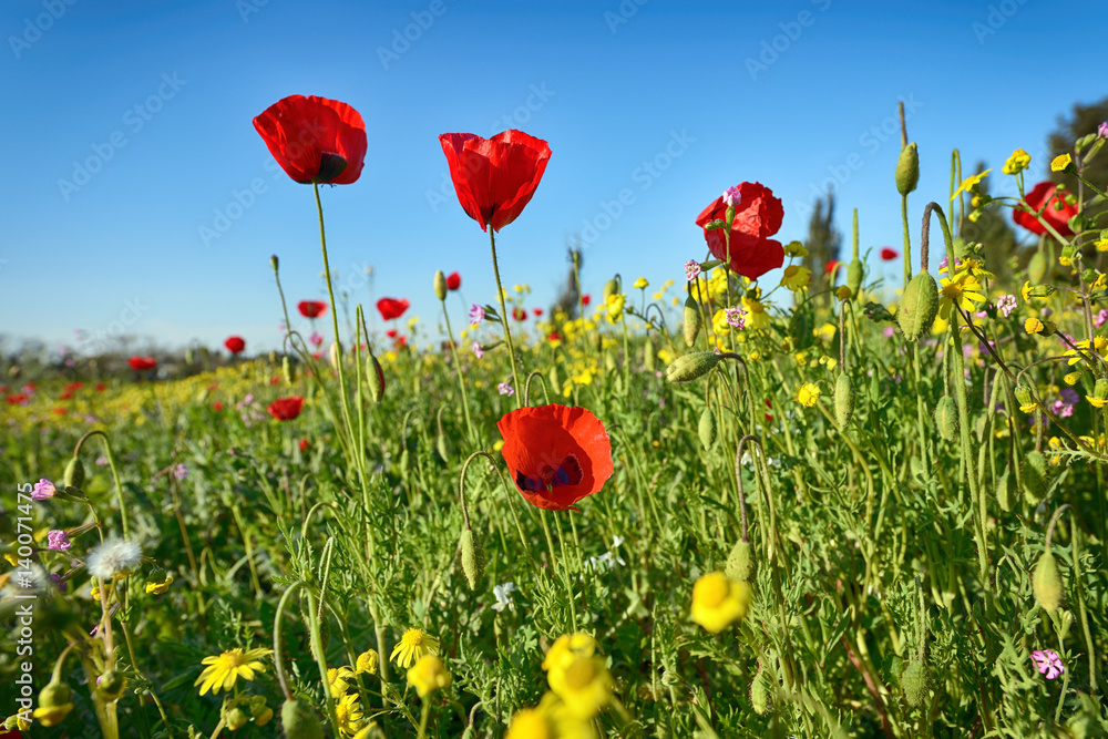 Obraz premium beautiful red anemone flower