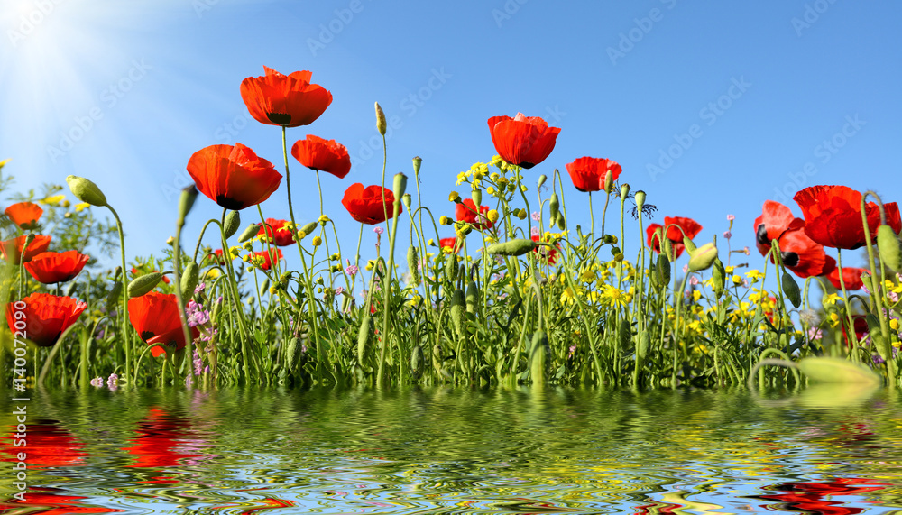 Obraz premium beautiful red anemone flowers