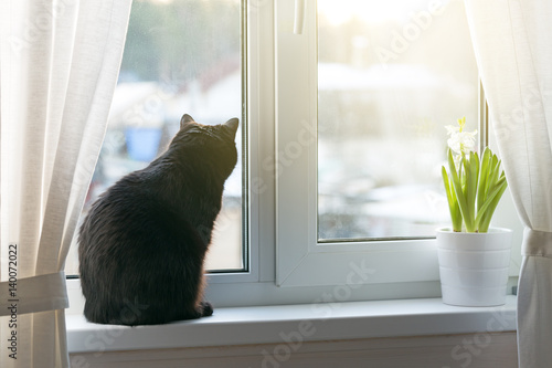 Fototapeta Naklejka Na Ścianę i Meble -  Black cat sitting on windowsill
