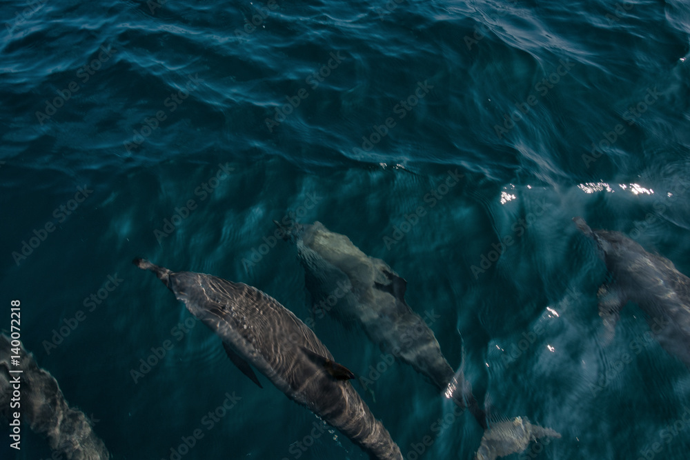 Fototapeta premium Dolphins in Freedom