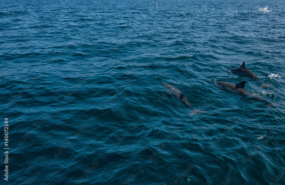 Fototapeta premium Dolphins in Freedom