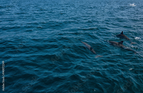 Dolphins in Freedom