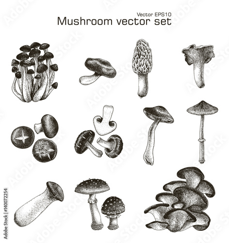 Mushroom vector set hand drawing