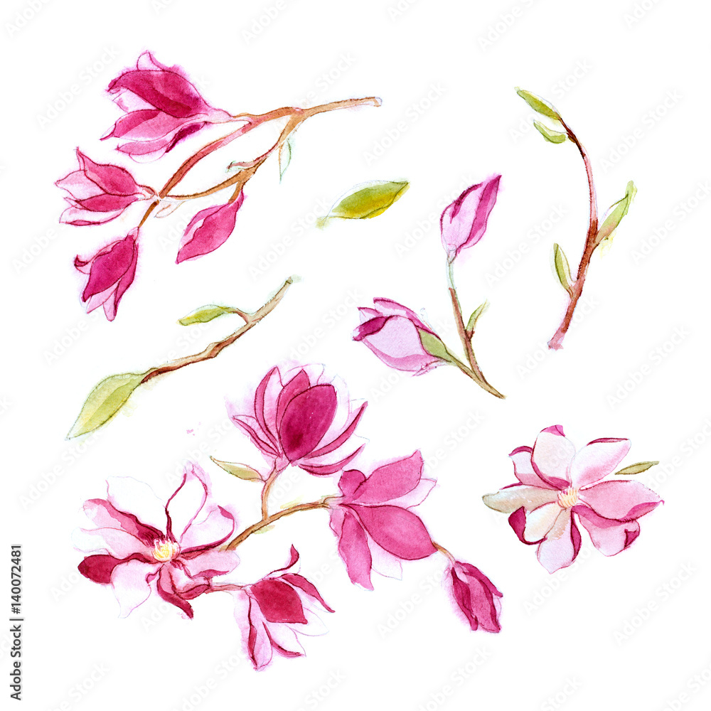Set of watercolor magnolia flower. Cherry flower.