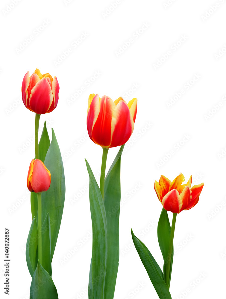 Red tulips isolated on white background. Red tulips isolated on white background.