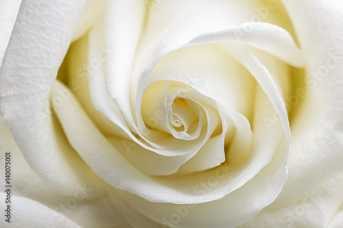 White rose bud. Top view. Macro