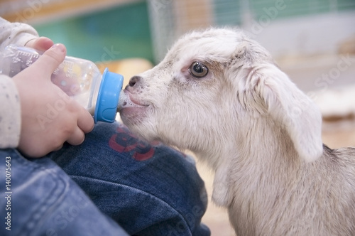 Child feeding a young white goat from a bottle