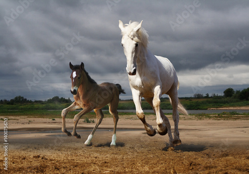 A horse and a foal jump from the rain
