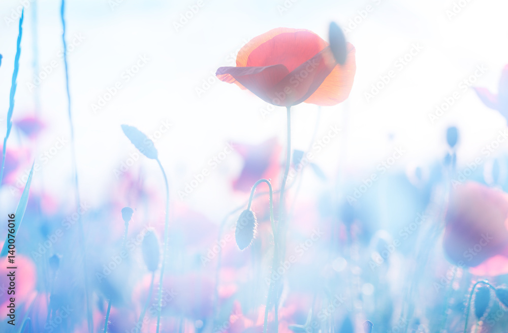 Fototapeta premium poppy flowers in summer