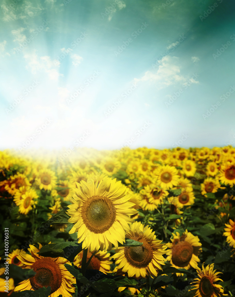 Fototapeta premium Field of flowers of sunflowers