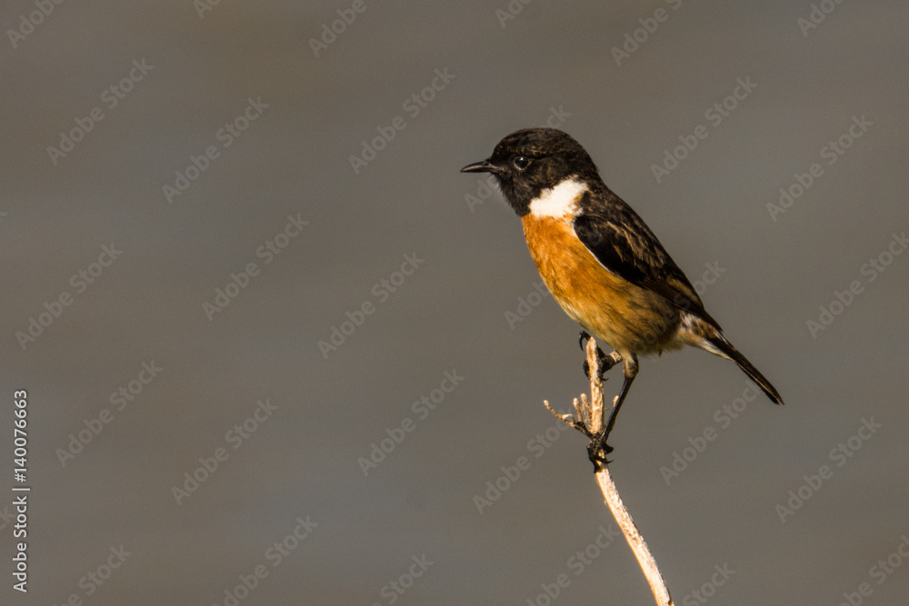 Fototapeta premium European stonechat