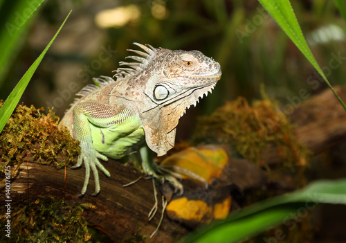 Portrait of Green Iguana