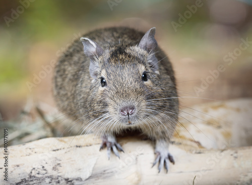 Portrait of a small degu