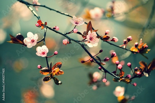 Tablou canvas Beautiful flowering Japanese cherry - Sakura