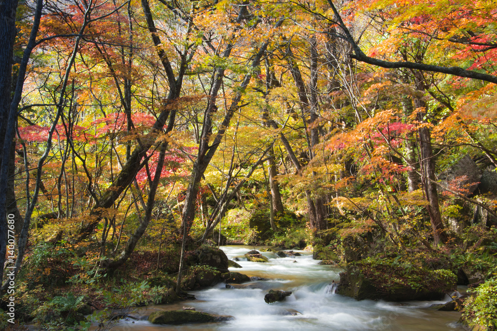 青森 奥入瀬渓流 紅葉 青森 奥入瀬渓流 紅葉