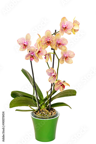 Yellow with red spots orchid close up branch flowers  isolated on white background