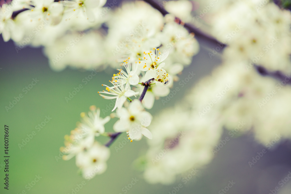 Fototapeta premium Spring blossom close-up