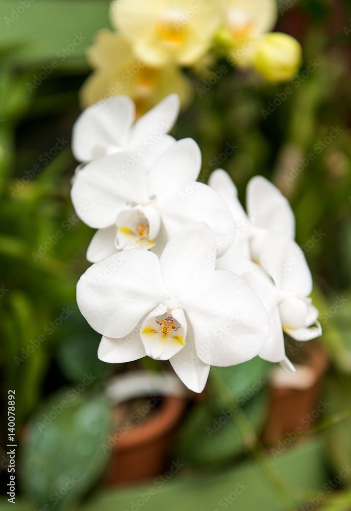 Beautiful orchid blossoming in a greenhouse Beautiful orchid blossoming in a greenhouse