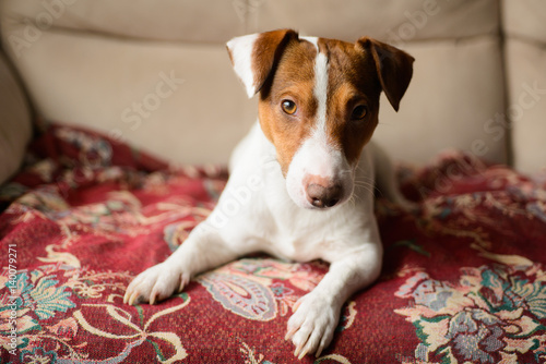 Jack Russell Terrier, lying on the couch. photo