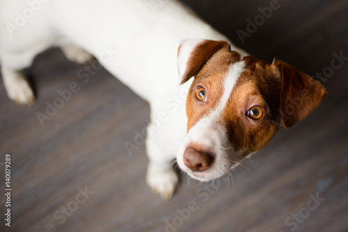 Jack Russell Terrier puppy sitting on a dark floor