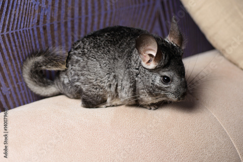 chinchilla sits in a cage on the sofa