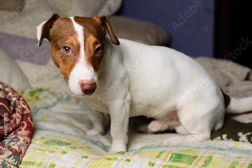 Jack Russell Terrier, lying on the couch. © Aleksei Zakharov