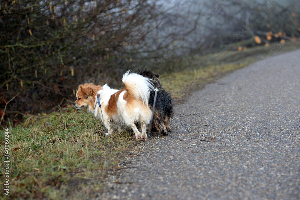 auf zu neuen Abenteuer, 2 kleine Hunde an der Leine beim Spaziergang