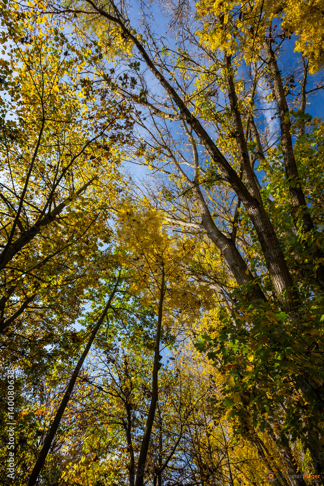 regensburg Herbst Allee