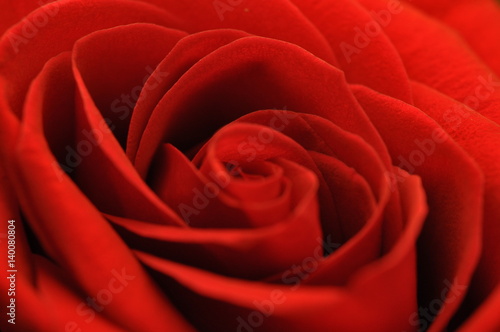 Red rose emblem of sadness
