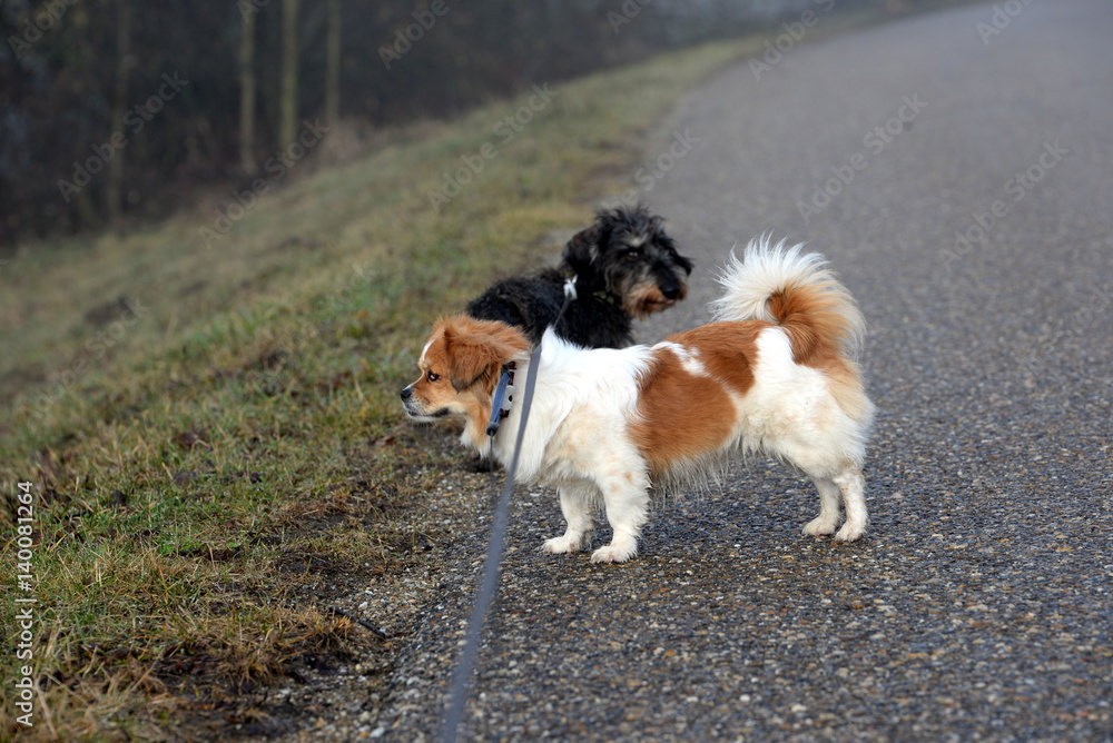 beim Spaziergang, kleiner gescheckter Mischlingshund und Rauhaardackel angeleint beim Spaziergang