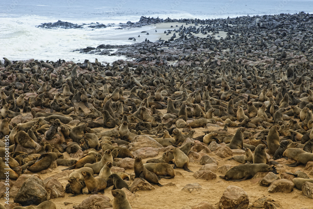 Namibia, Swakopmund, Namib desert, colony of Cape Fur Seal by the sea Namibia, Swakopmund, Namib desert, colony of Cape Fur Seal by the sea