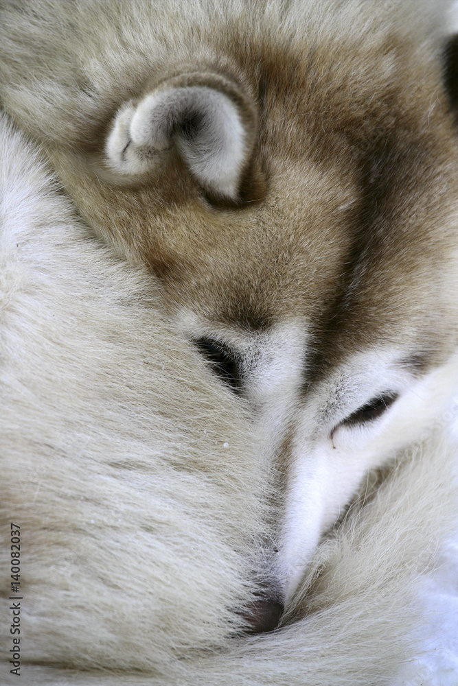 Rolled up Siberian Husky Rolled up Siberian Husky