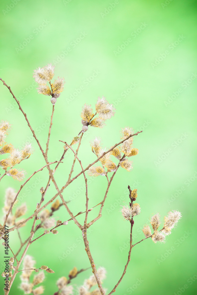goat willow branches decoration for Easter Day goat willow branches decoration for Easter Day