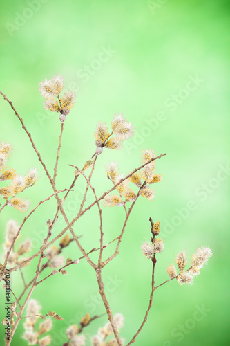 goat willow branches decoration for Easter Day